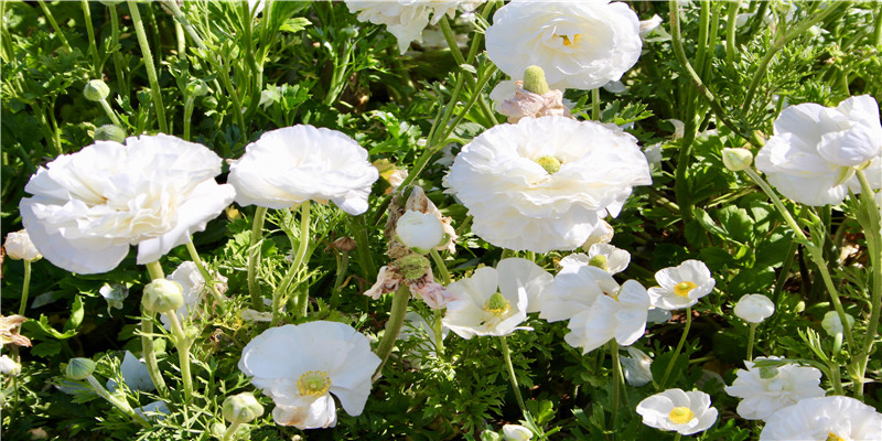 做菜前到底要不要焯水?冷水下锅好还是热水下锅好?