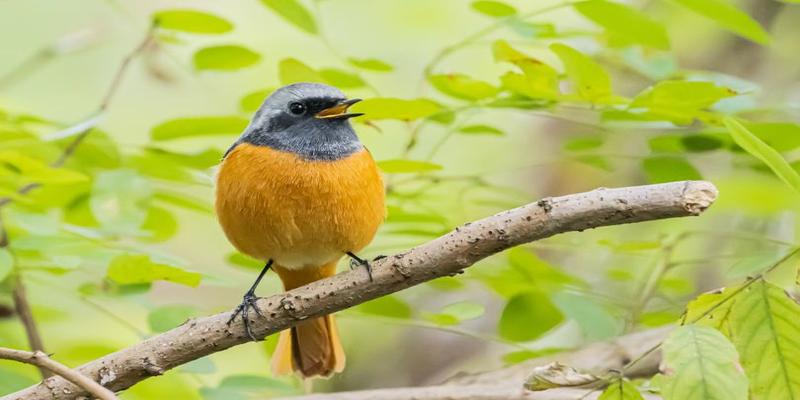 梅花易数准确率(准确率是玄学绕不开的门槛)
