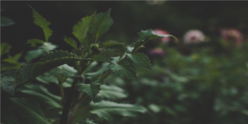 胎梦真的可以预测胎宝宝的性别？其实胎梦是这么用的