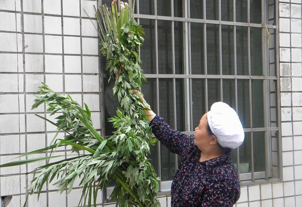 端午节悬挂艾草讲究多，别犯“忌”，这样做会被人笑话