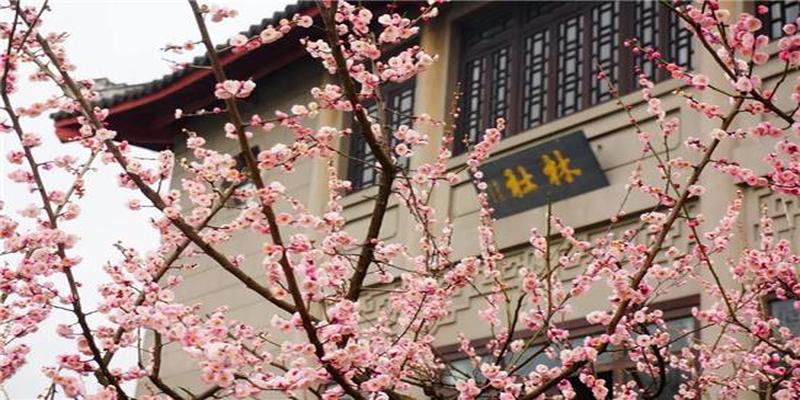 杭州赏梅好去处,“双西”探梅贺新春