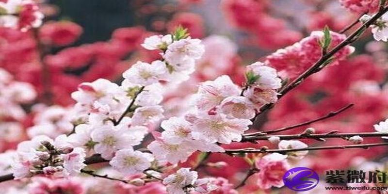 单身剩女催旺桃花运的方法