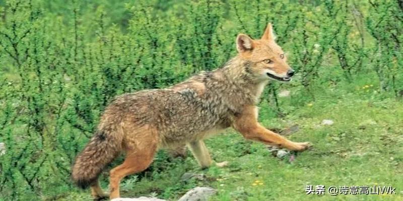 董公择日12个月(一双冷眼看世人)