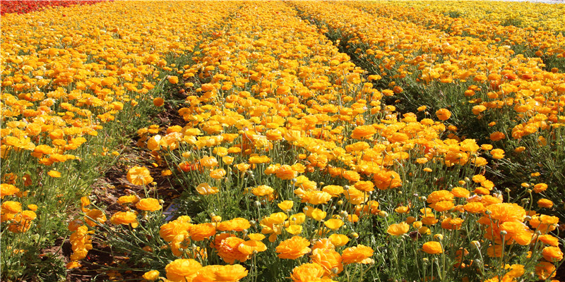 74年属虎7月份出生的命运(74年出生的属虎人)