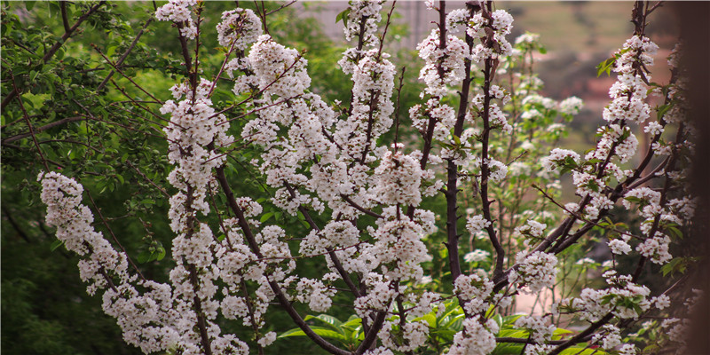 2022年犯太岁怎样化解(破除本命年禁忌)