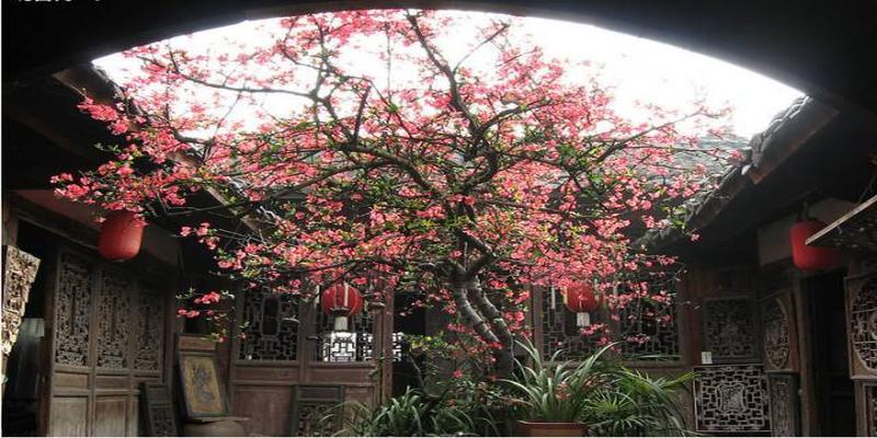 院子里种上这8种树,顺风顺水,风水特别好!