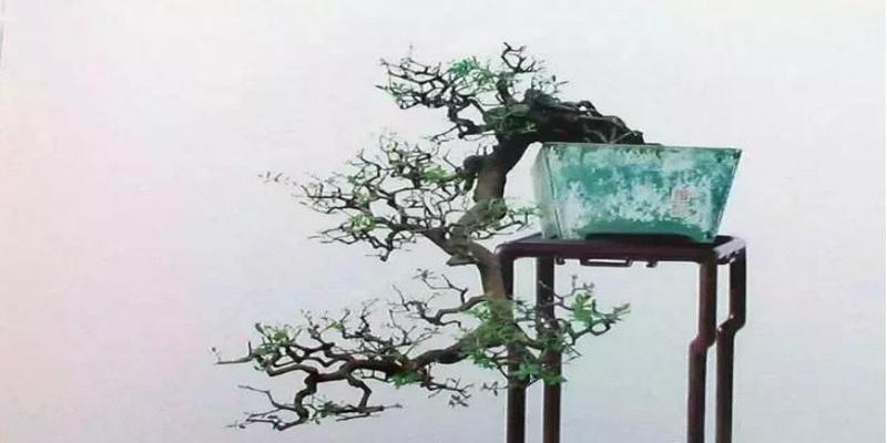 大师的精品盆景“配盆很不起眼？”其实“很下功夫”！盆器的搭配