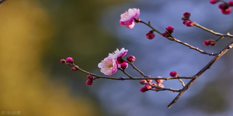 红梅好看不好拍？15张例图学5个摄影技巧，大片自然来