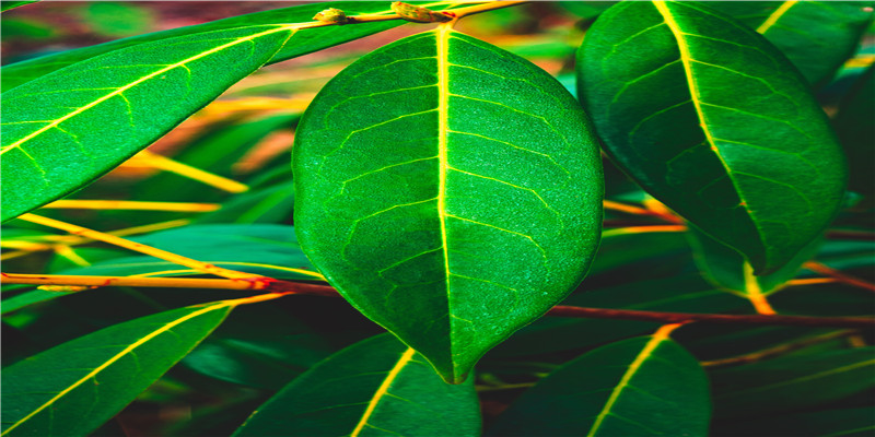 孕期做春梦如何缓解？4种方法告诉你