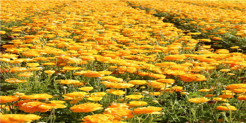 梦到很多坟墓(梦见爬山见到墓地)