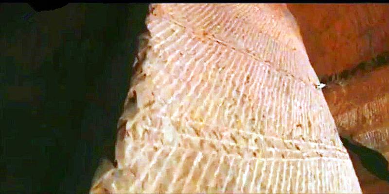 十几平米小水塘深藏大玄机，抽干水后显现出了“世界第九大奇迹”