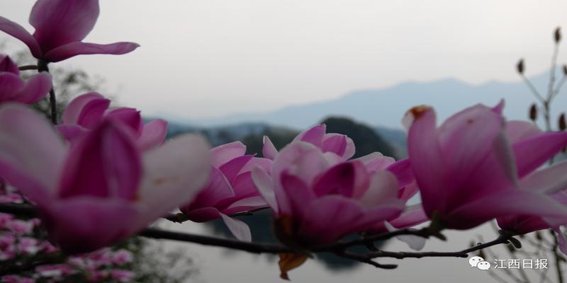 三生三世十里桃花?这里可不止百里!去武宁花源谷感受桃花雨……
