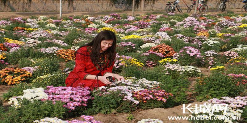 博野白塔村数十亩各色菊花盛开 游客可免费赏花