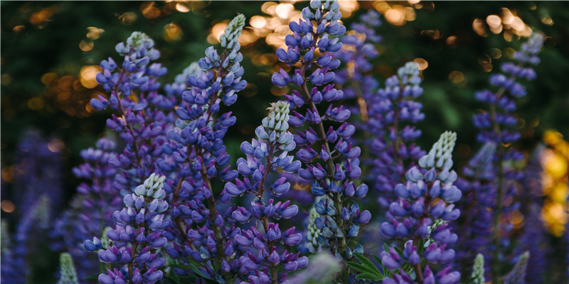 72年属鼠人48岁后运势(72属鼠每月运势)