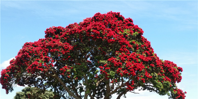 2008年几两命怎么算(2008年父亲是奥运火炬手)