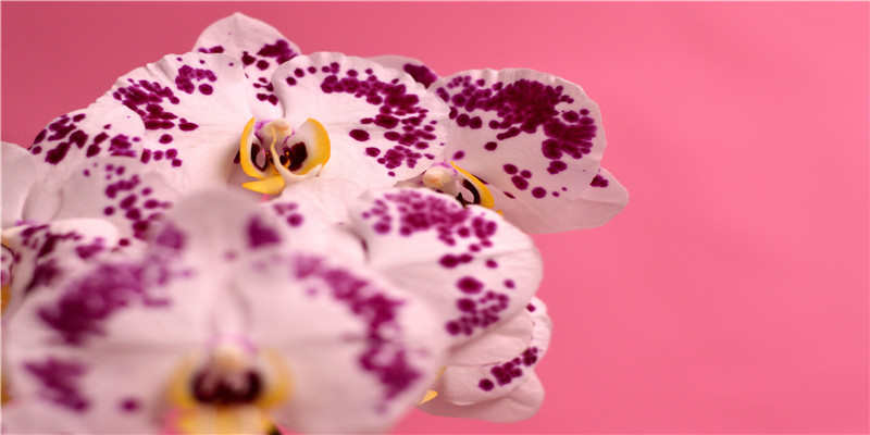 香港风水大师麦玲玲2019十二生肖运程完整版！有需要请收藏+转发