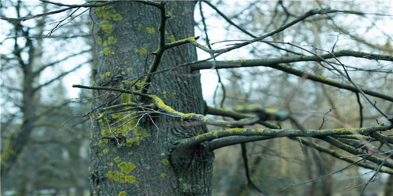从古诗中提取的昵称(诗婉名字含义是什么)