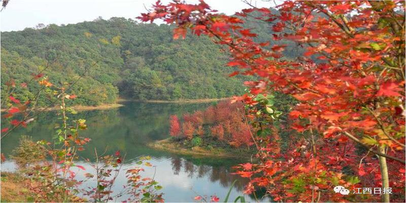 三生三世十里桃花?这里可不止百里!去武宁花源谷感受桃花雨……