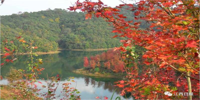 三生三世十里桃花？这里可不止百里！去武宁花源谷感受桃花雨……