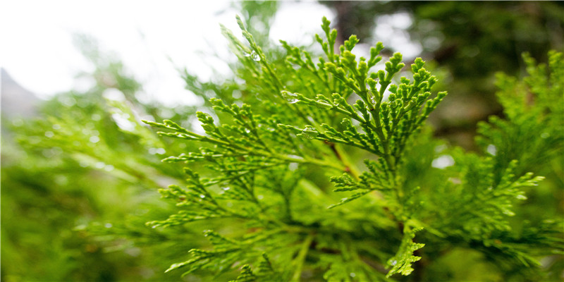 做菜前到底要不要焯水?冷水下锅好还是热水下锅好?