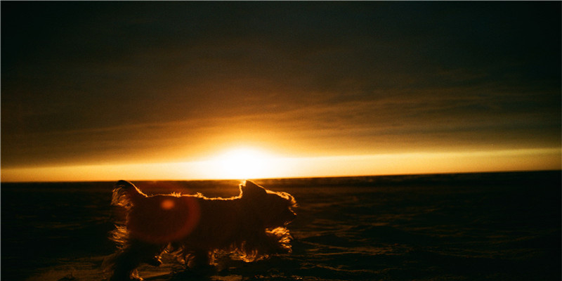 梦到到处是屎恶心死了(梦见恶心的大便是什么意思)