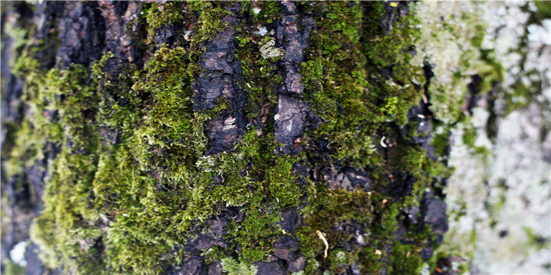 学习面相真人图解  不急于求成，打好基础。下苦功夫记、背、 练