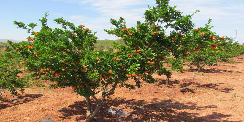 院子里种上这8种树,顺风顺水,风水特别好!