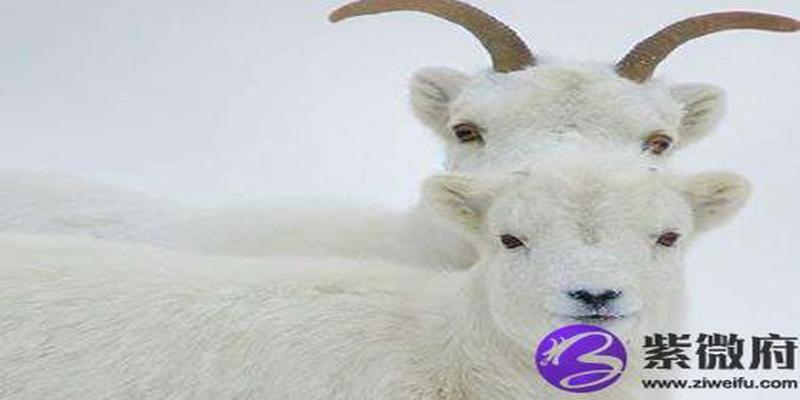 1991年是金还是土命金羊(1991年是金羊)