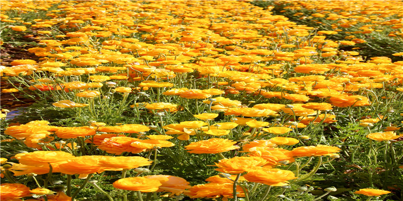 十二生肖婚配 大家可以借鉴