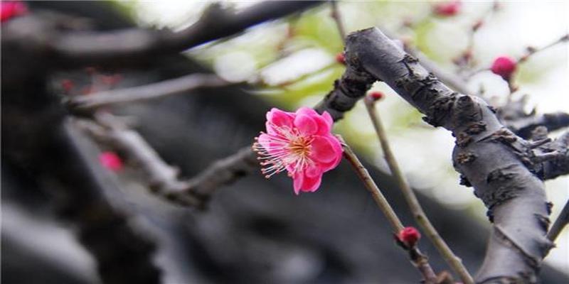 杭州赏梅好去处,“双西”探梅贺新春