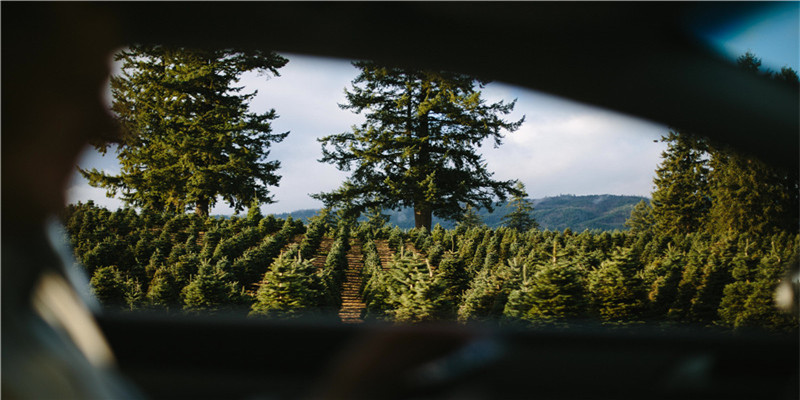 2022年生肖兔1987运势大全(婚姻感情不稳)