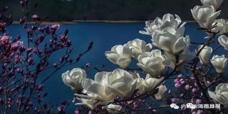 三生三世十里桃花?这里可不止百里!去武宁花源谷感受桃花雨……