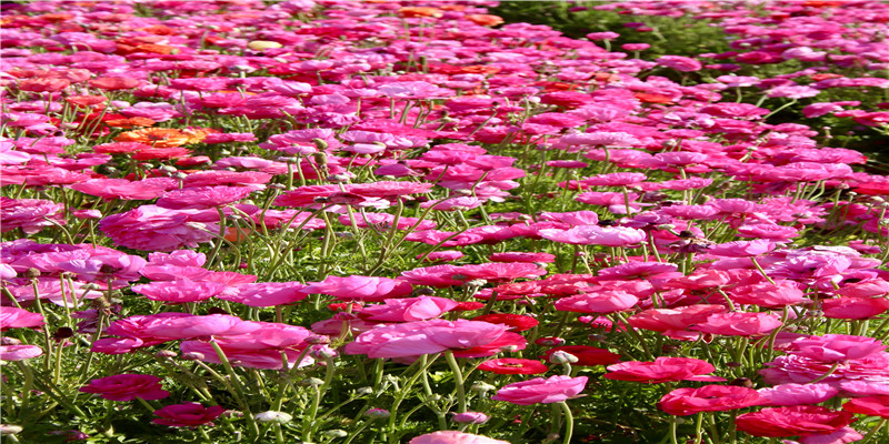 梦到恶鬼代表什么预兆(做梦梦见蜈蚣是什么征兆)