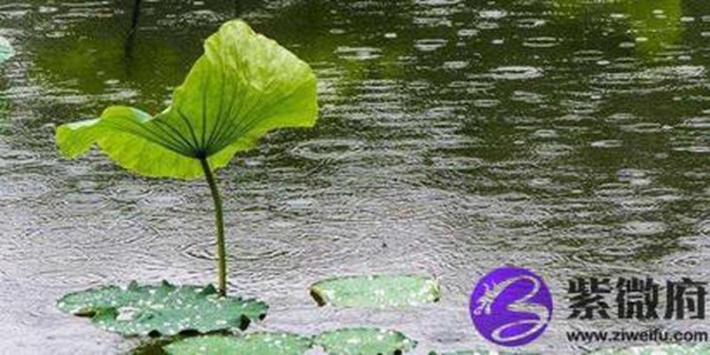 八字地支全是子水(地支全是子水的格局)