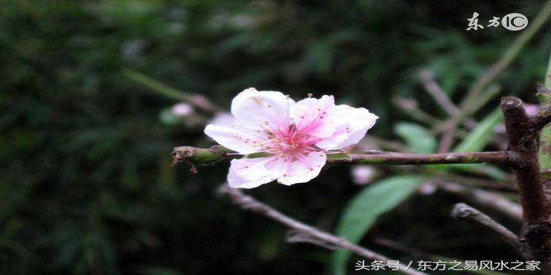 命理风水中的桃花，有九种之多，看看你有几种？