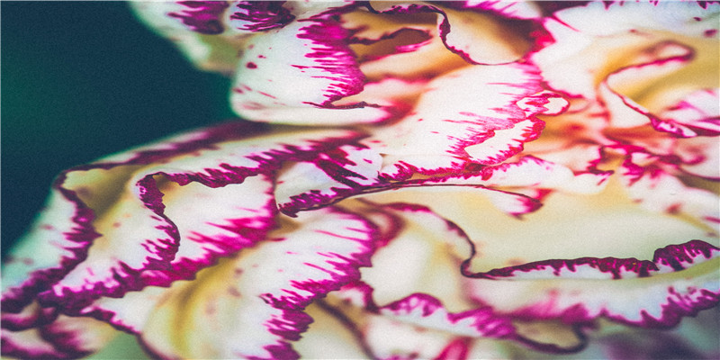 这六位不幸意外去世的明星让人深表惋惜