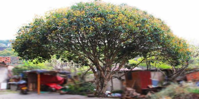 院子里种上这8种树,顺风顺水,风水特别好!