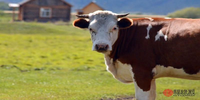 94年属狗和97年属牛八字合吗(牛和狗合不合财运)