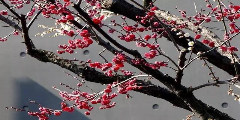 院子里种上这8种树,顺风顺水,风水特别好!