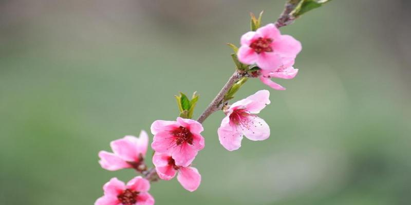 八字帝旺在日柱是什么意思呢(10条基本八字术语详解)