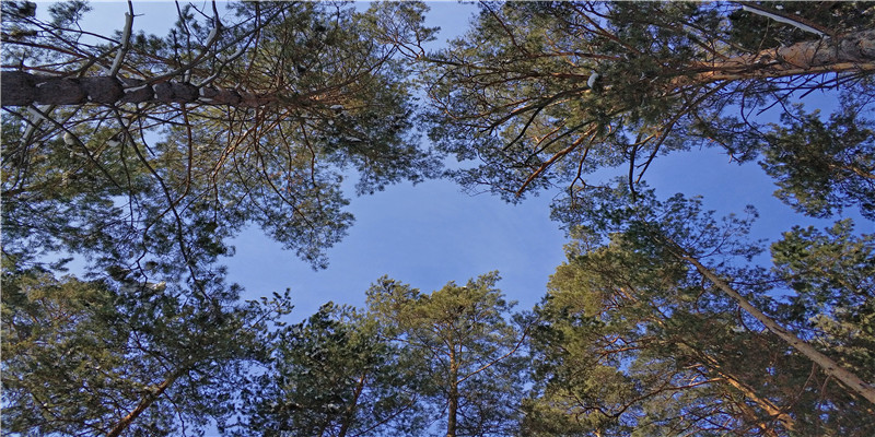 盘点22位明星的海外“双胞胎”对比照，不看不知道，一看吓一跳