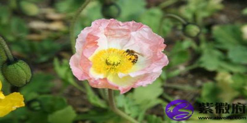 大溪水和壁上土配吗 大溪水和壁上土婚姻如何?