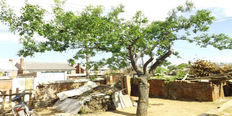 院子里种上这8种树,顺风顺水,风水特别好!