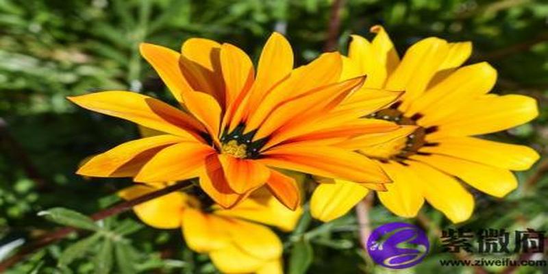 八字丁亥日柱(丁未日柱在辛丑年)