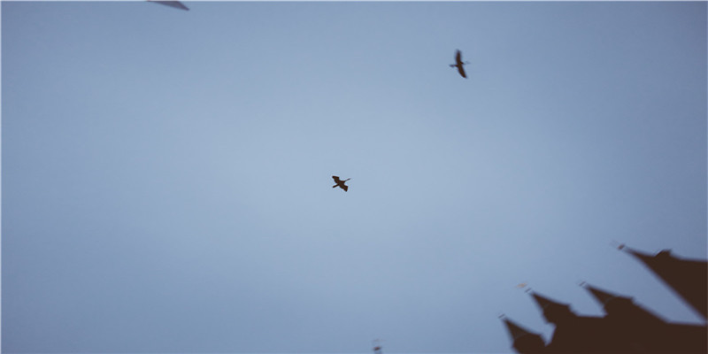 82年属狗二次婚姻在几岁(烂桃花超旺的生肖狗)