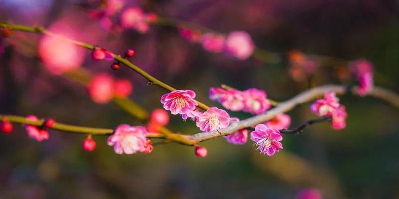 梅花易数为什么不建议学(梅花易数的占卜心法)