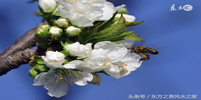命理风水中的桃花，有九种之多，看看你有几种？