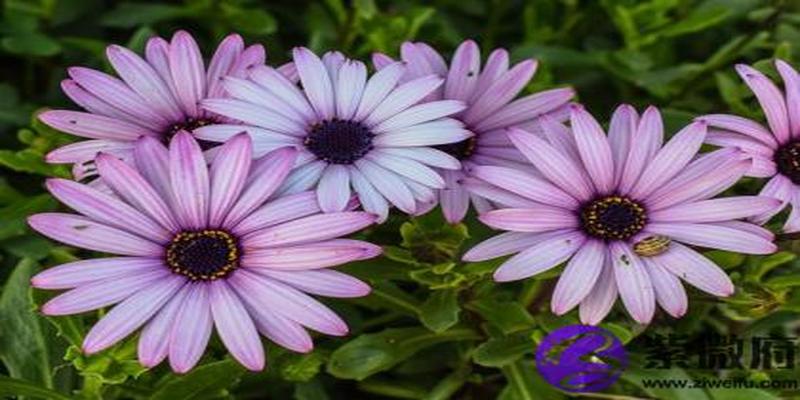 大溪水和大溪水配吗 大溪水和大溪水婚姻如何？