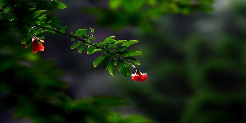 院子里种上这8种树，顺风顺水，风水特别好！