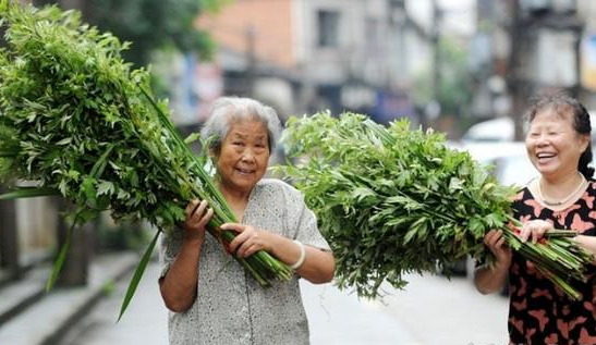 端午节悬挂艾草讲究多，别犯“忌”，这样做会被人笑话